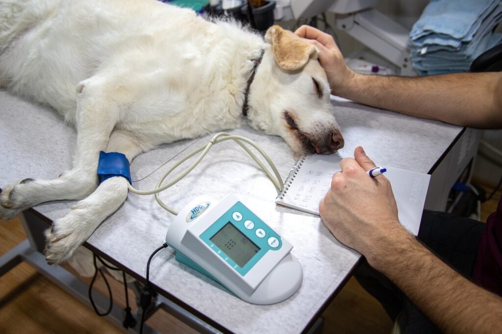 veterinary, blood pressure, pressure measurement, nature, ecg, record, heart, cardiac examination, medicine, heart disease, dogs, cardiovascular pressure, dog examination, veterinary examination, dog on examination, animal, vet, white, doctor, veterinarian, pet, canine