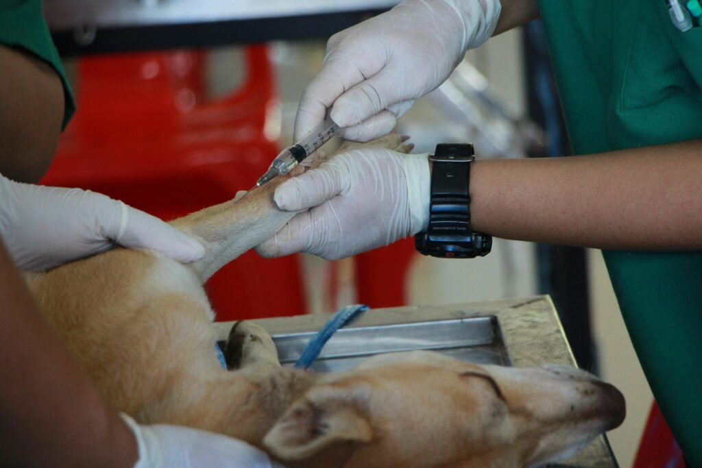 Close-up of a veterinarian injectiong a dog with care in a clinic setting.
