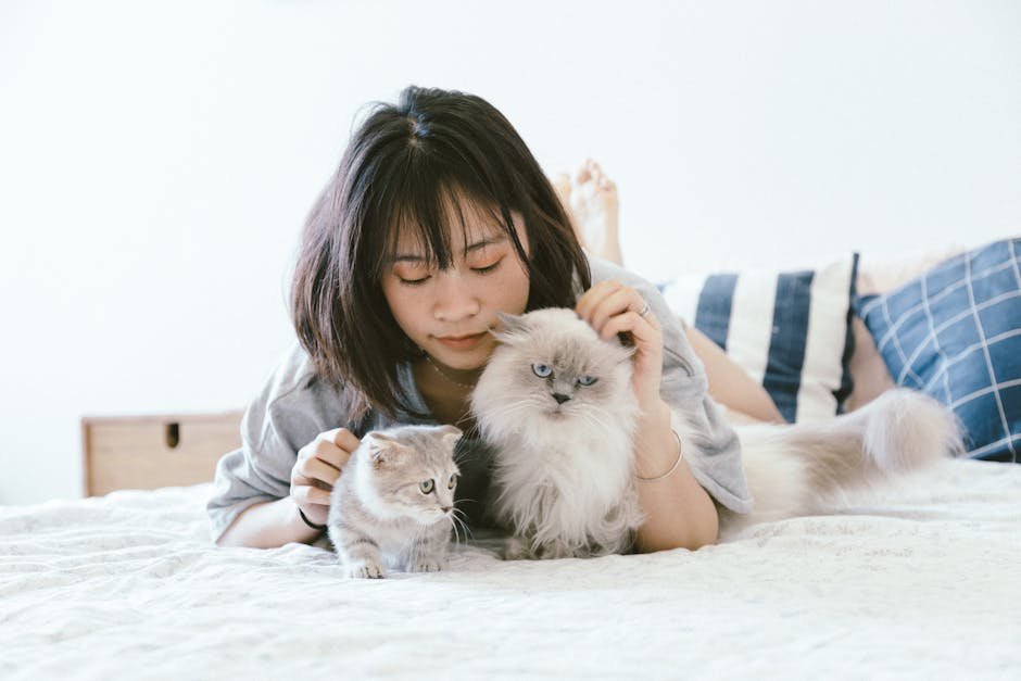 Young Asian woman relaxing on a bed with two fluffy cats in a cozy bedroom.