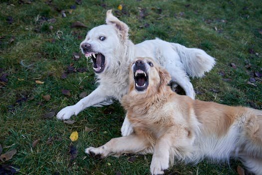 Two playful golden retrievers interacting on a grassy lawn during an autumn day in Oslo.