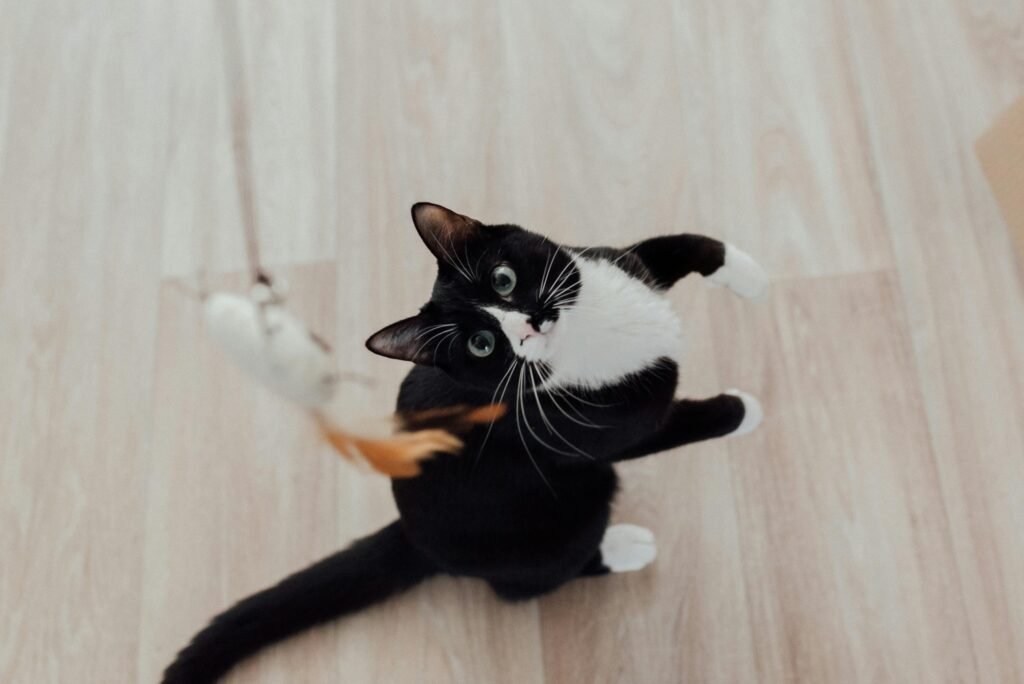 Adorable black and white cat playing with a feather toy on a wooden floor.