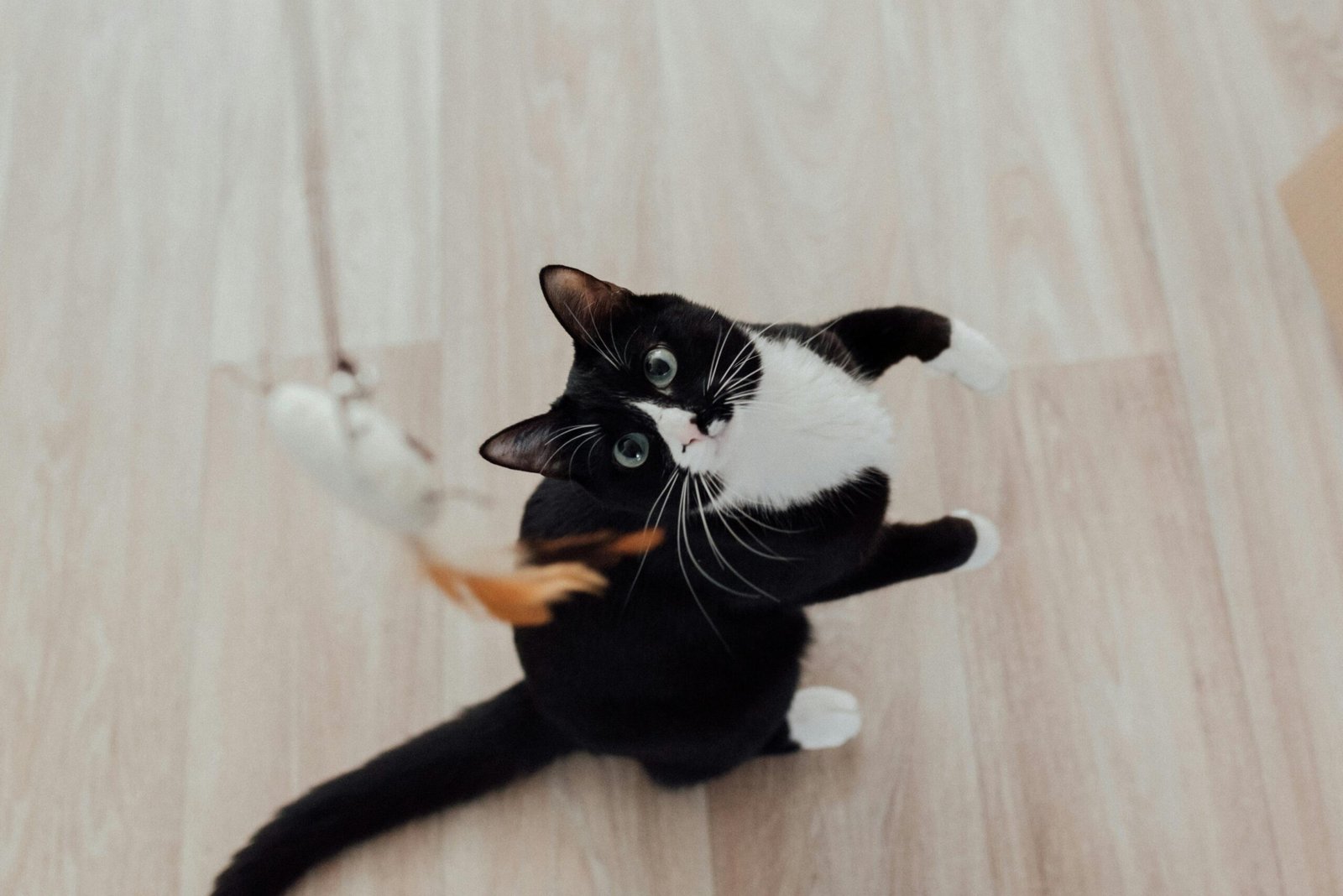 Adorable black and white cat playing with a feather toy on a wooden floor.