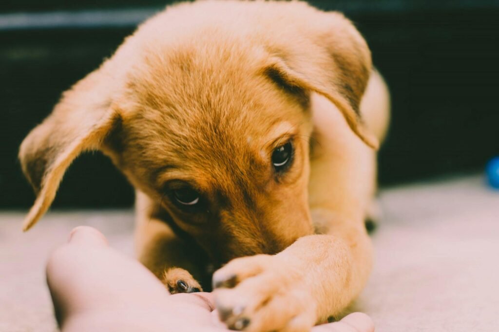 Cute puppy with paws on hand, expressing sweetness in a candid moment.