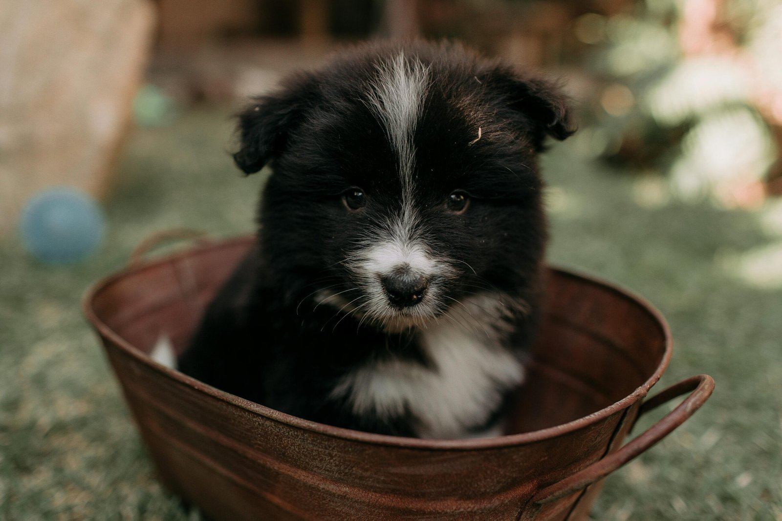 Cute black and white puppy sitting in a wooden bucket outdoors on grass.