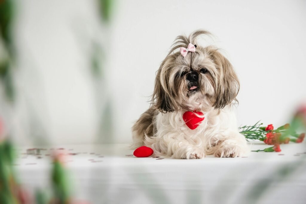 Cute Shih Tzu dog with heart decoration, perfect for Valentine themed settings, indoors in Dublin.