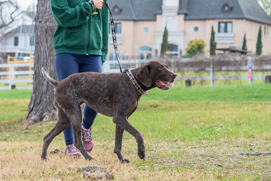 German Shorthaired Pointer dog on a walk with a person in a grassy outdoor setting.