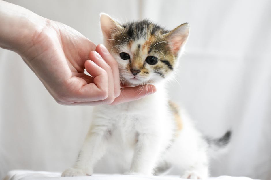 Cute calico kitten being gently touched by a hand in a bright, soft setting.