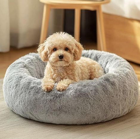 Small gray round dog bed and apricot dog laying on it.