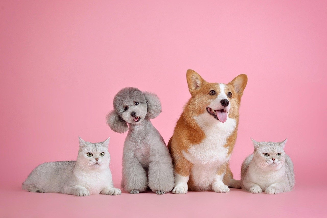 pets, animal, cute, pet, cat, dog